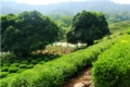 Dragon Wall Tea Plantation 2